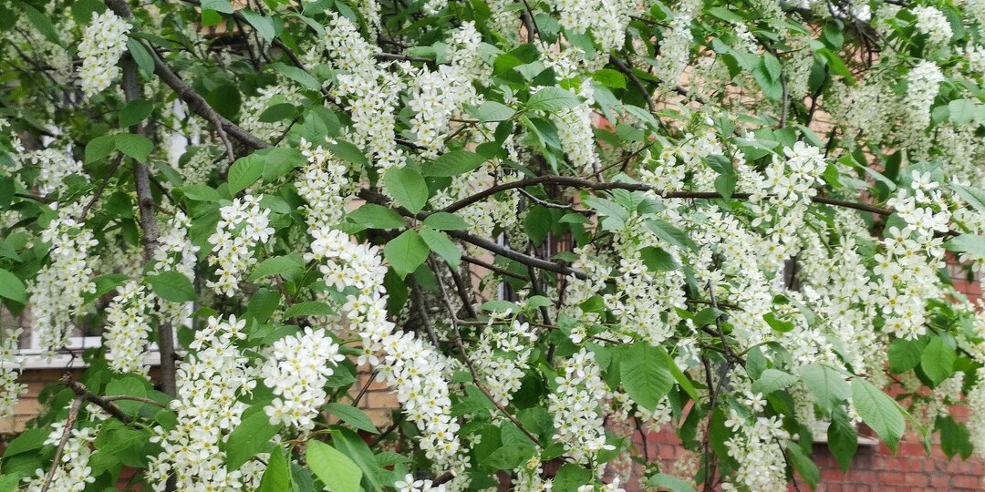 “Черёмуховые холода” пришли в Ростов