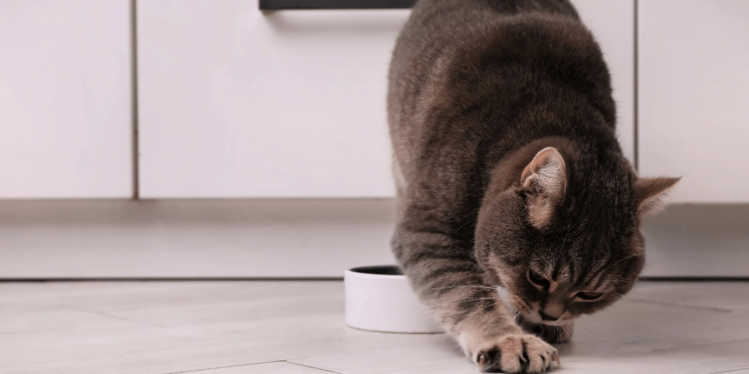 Почему кошка закапывает еду? Разбираемся в причинах такого поведения.