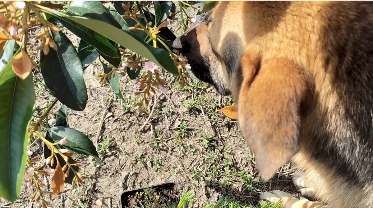 Берта нюхает Мушмулу и облизывается 
