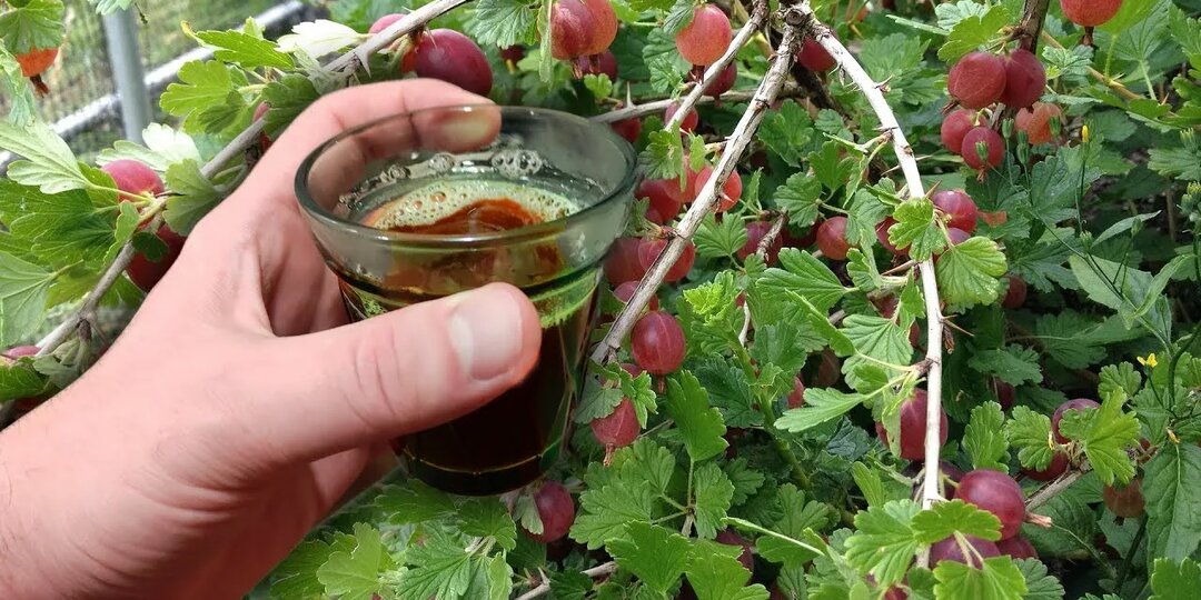 Чем и как подкормить крыжовник в конце апреля