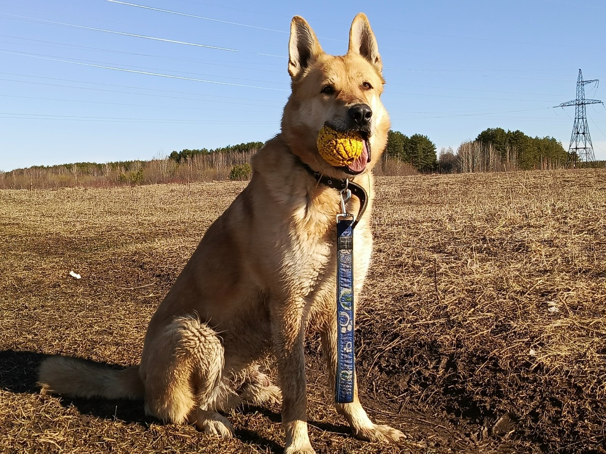 Для  Грина мячик вкуснее всех вкуснях!