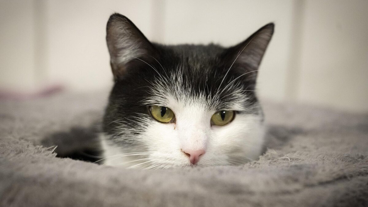    Фото: Sina Schuldt/globallookpress.com