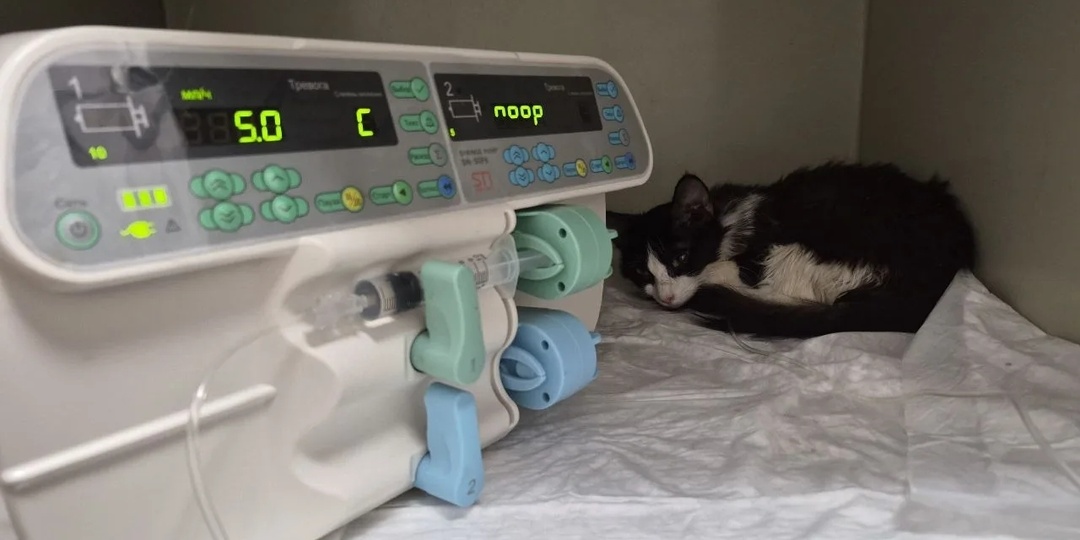 У Лулу лейкемия. Удасться ли её спасти?