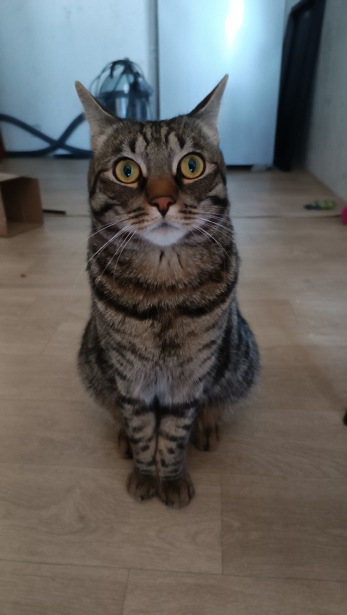 Красавчик Морс