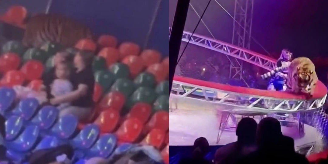 В Ростове-на-Дону тигр выпрыгнул из манежа во время циркового представления