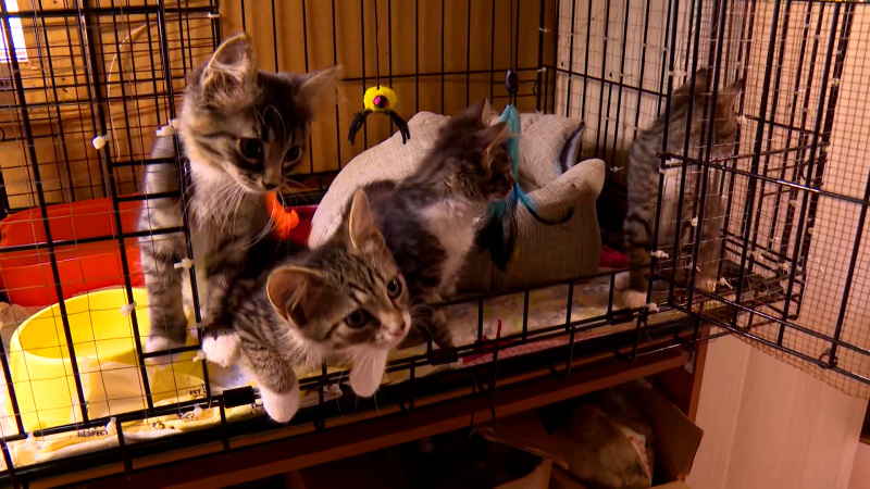 Петербург поможет приютам для бездомных собак и кошек