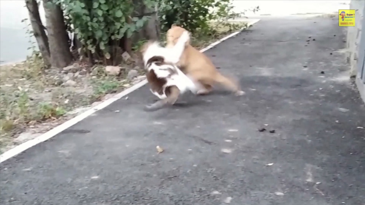 Котёнок в шоке )))