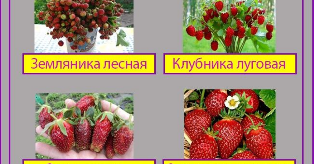 Земляника садовая на дачном участке: от выбора места до богатого урожая