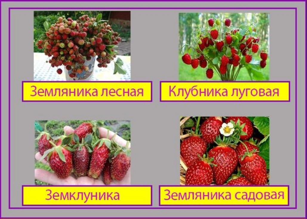 Отличие земляники от клубники и земклуники () фото из интернета