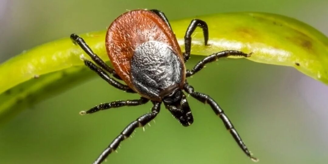 Один клещ может заразить несколькими болезнями, предупреждают псковичей