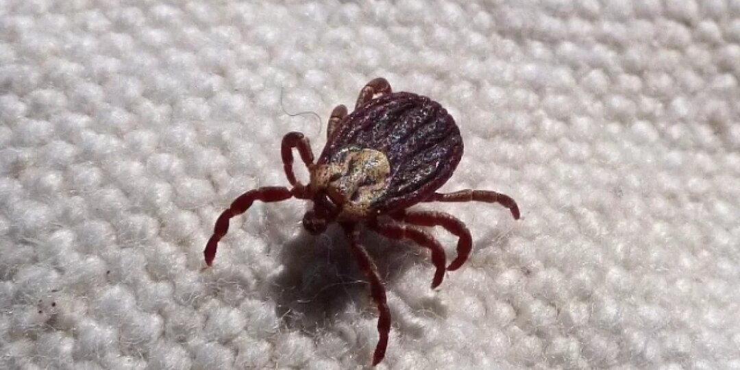 Число укусов клещей в Калужской области выросло в пять раз