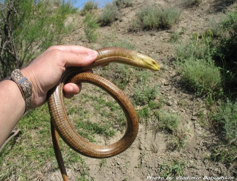 Источник: https://izi.travel/fr/2819-zheltopuzik-glukhar-ophisaurus-apodus/ru