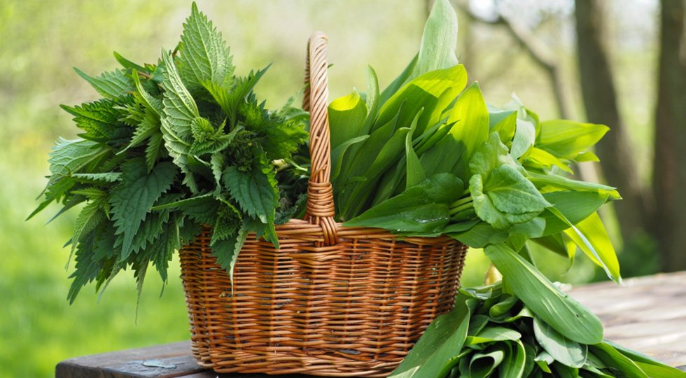 Щавель, черемша, крапива: дикие растения дешевле и полезнее модных добавок