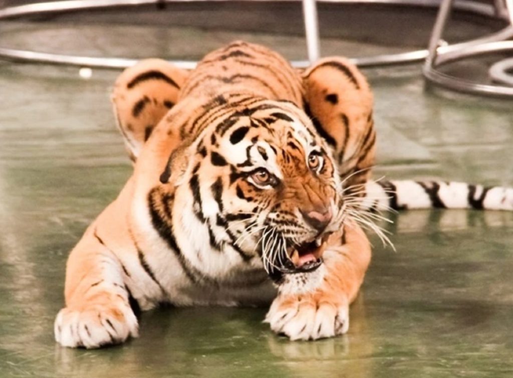 Фото: Василий Вахрин, rostov.kp.ru📷    В ростовском шапито обрушилась защитная сетка, и тигр выпрыгнул на зрителей
