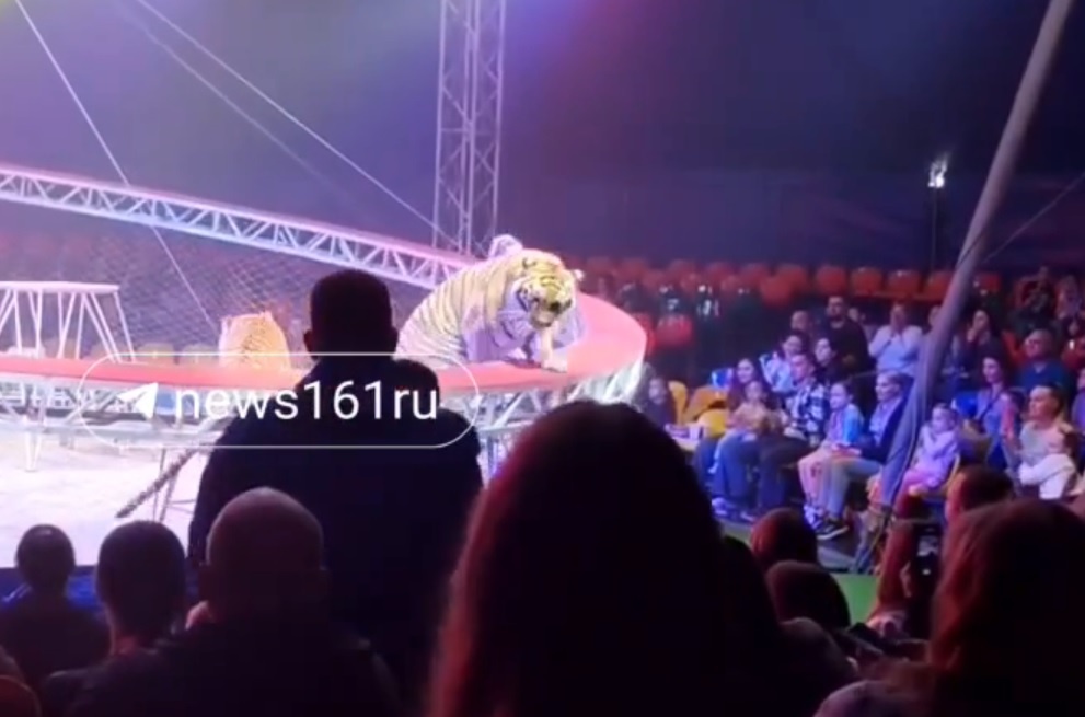 Сриншот с видеозаписи канал Макс Ньюс 161.ру📷    В ростовском шапито обрушилась защитная сетка, и тигр выпрыгнул на зрителей

