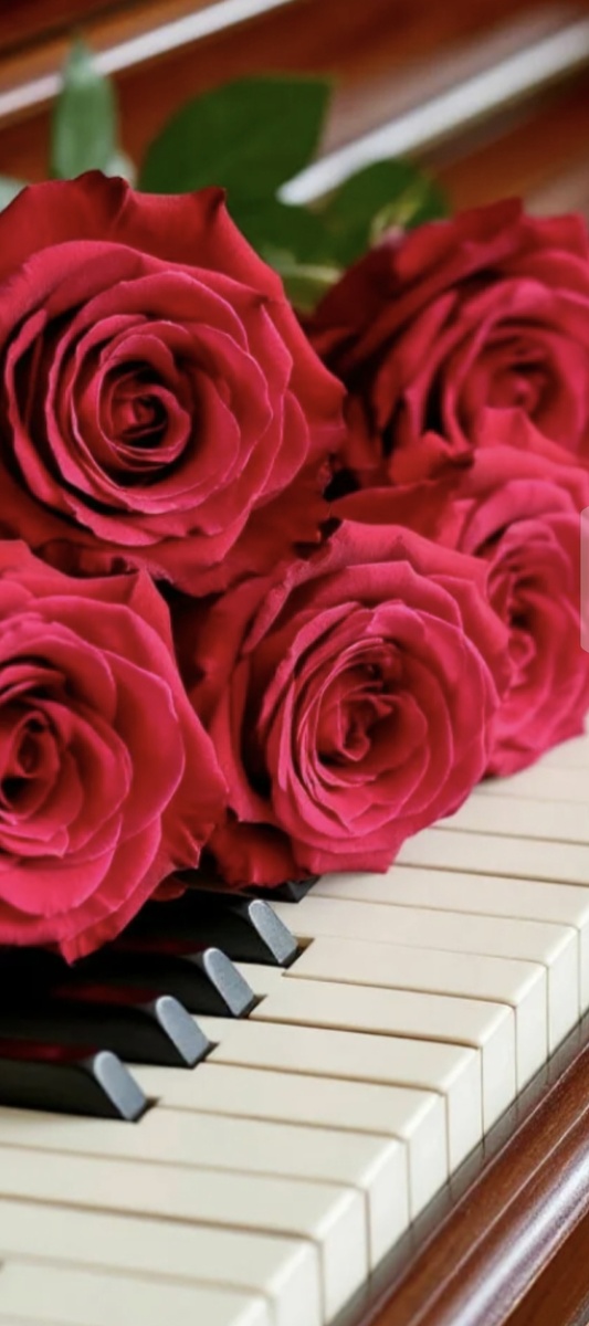 Розы на клавишах фортепиано - как красиво и романтично! Аромат - непередаваемый! Фото из открытых источников.
