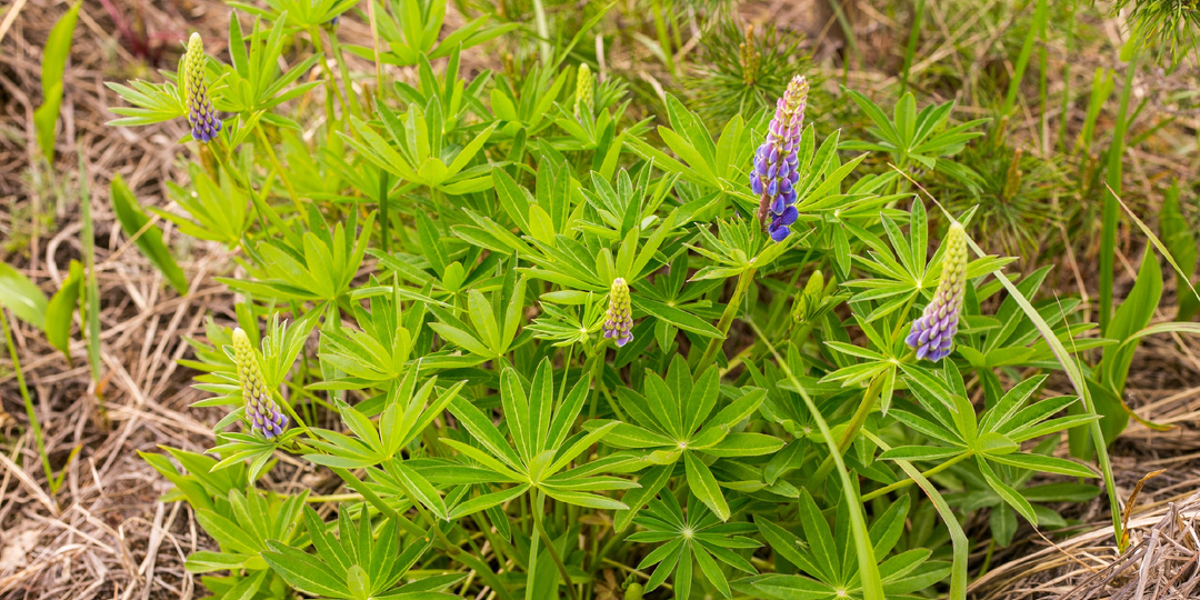 Без пчел нет будущего: Исчезновение пчел ставит под удар выживание человечества.