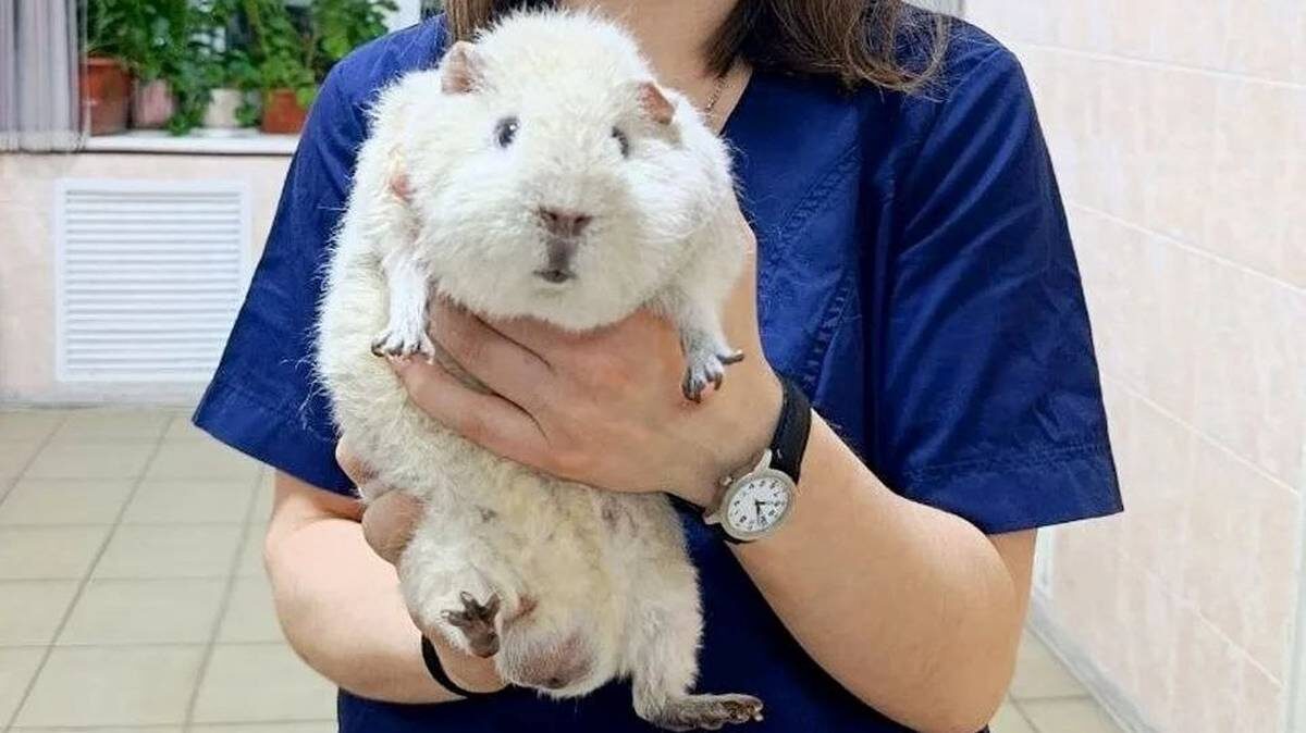    Фото: Моя Ветклиника / Telegram