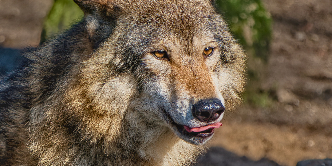 8 привычек и принципов, которые человеку стоит перенять у волка