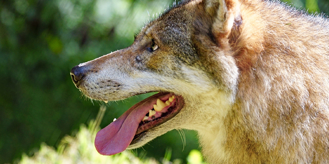 8 привычек и принципов, которые человеку стоит перенять у волка