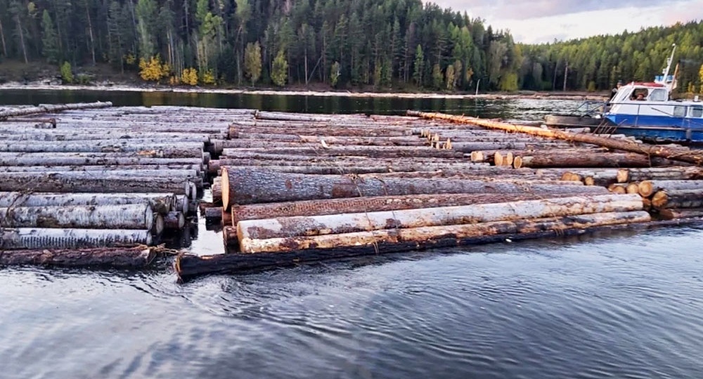 В Иркутске бывших чиновников осудили за вырубку леса на 160 млн рублей