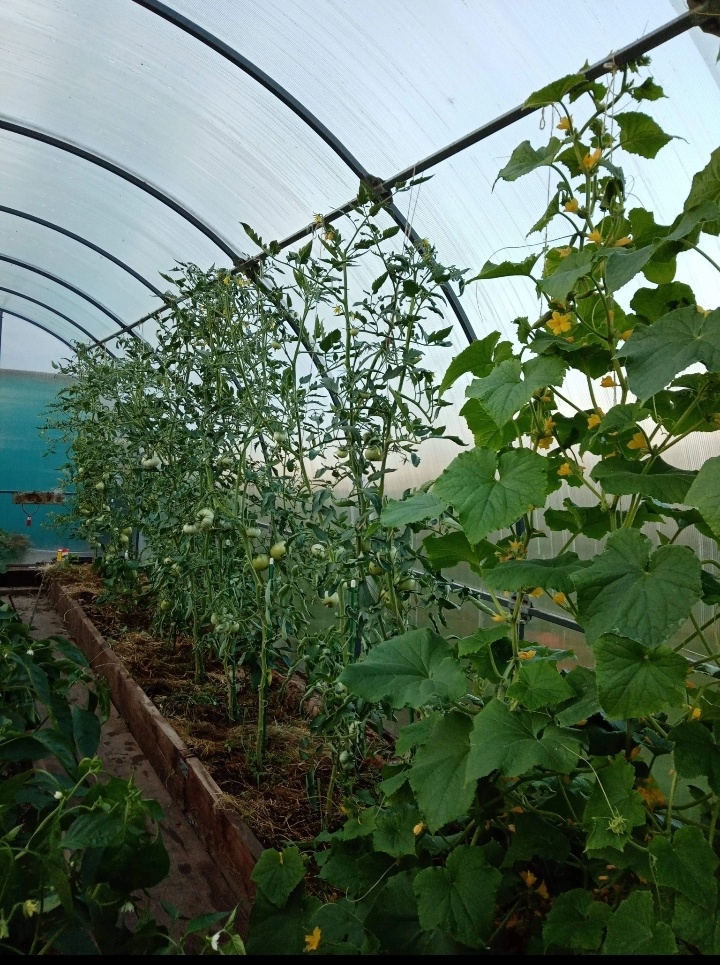 Моя теплица летом/фото автора статьи 