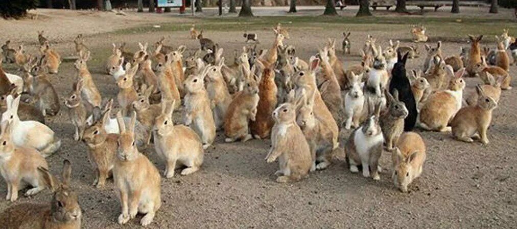 ВИРУС ПАПИЛЛОМЫ ШОУПА