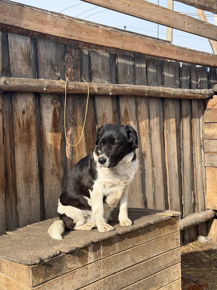 Житель приюта Ананда
