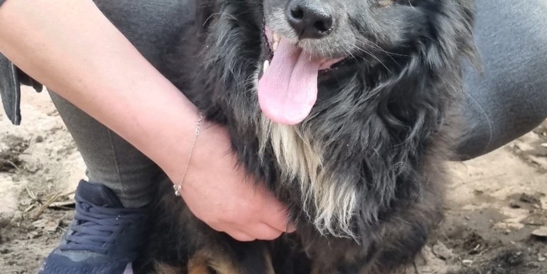 Не о животных, но о способе помочь им.