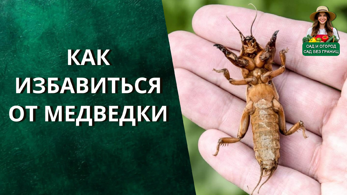 Как избавиться от медведки