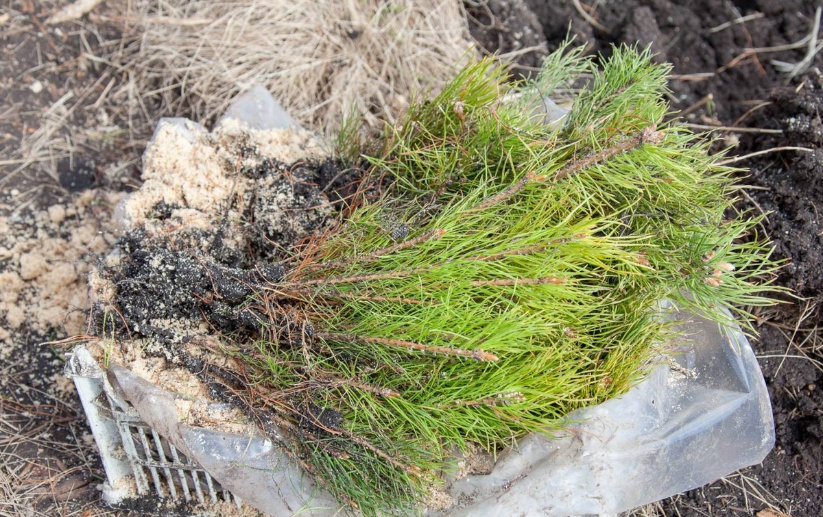 Молодые саженцы сосны