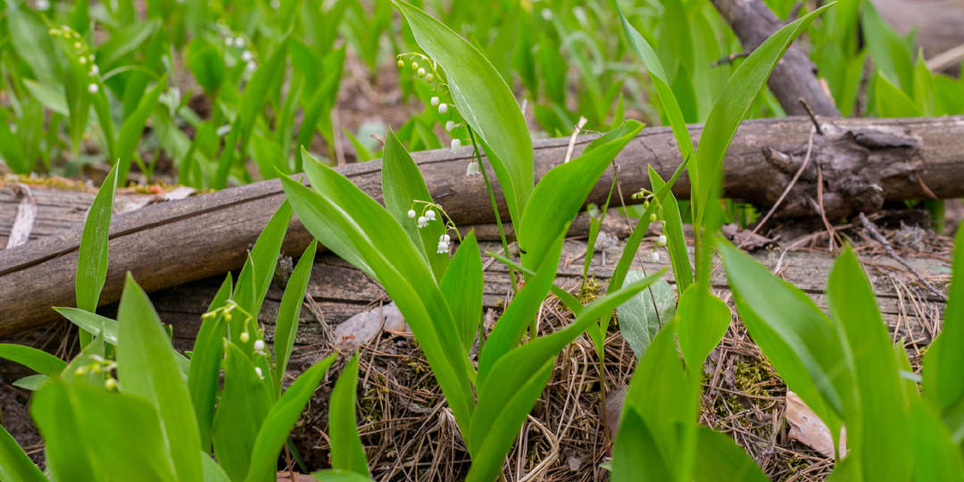 Пожароопасный сезон