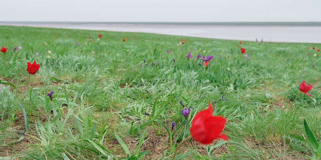В Орловском районе прошёл XIV фестиваль экологического туризма «Воспетая степь»