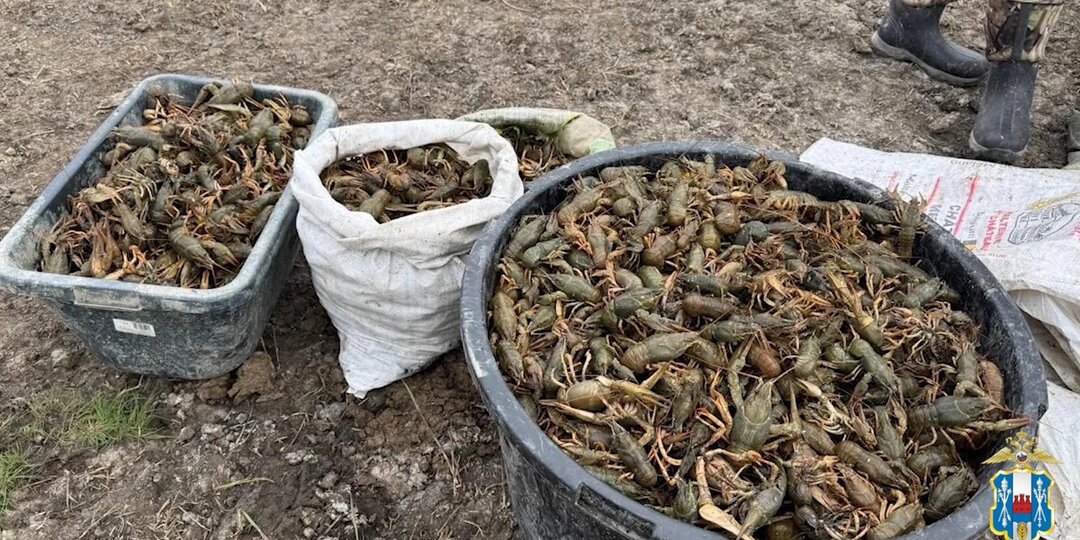 Ущерб свыше 500 тысяч рублей: в Ростовской области с добычей пойманы очередные браконьеры