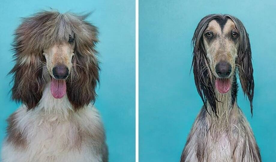 14 забавных фото: домашние животные до и после купания