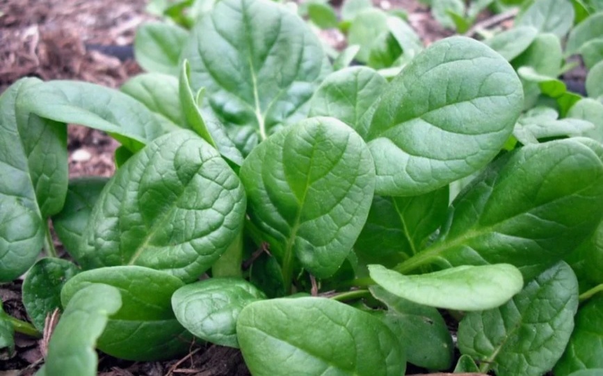 Урожай в полумраке: 8 культур, которые превратят тенистые уголки в витаминную грядку