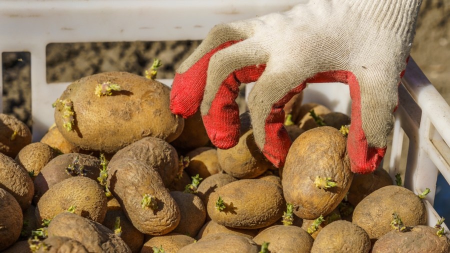 На каждом клубне есть верхушечный глазок. 