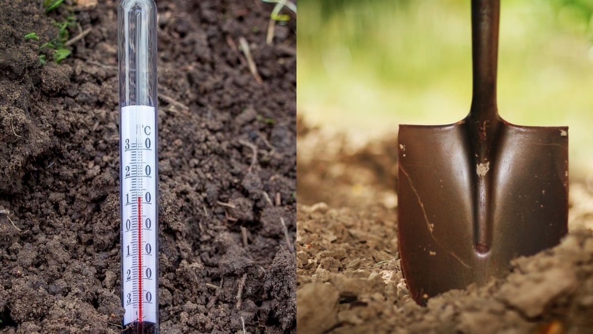 Замеряю температуру в двух-трех местах — грунт прогревается неравномерно. Жду +8 °C на глубине 10-15 см