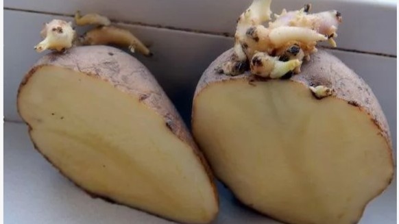 Разрезаю клубни перед посадкой картофеля уже много лет: 4 шага подготовки — и куст дает до 15 штук без мелочи