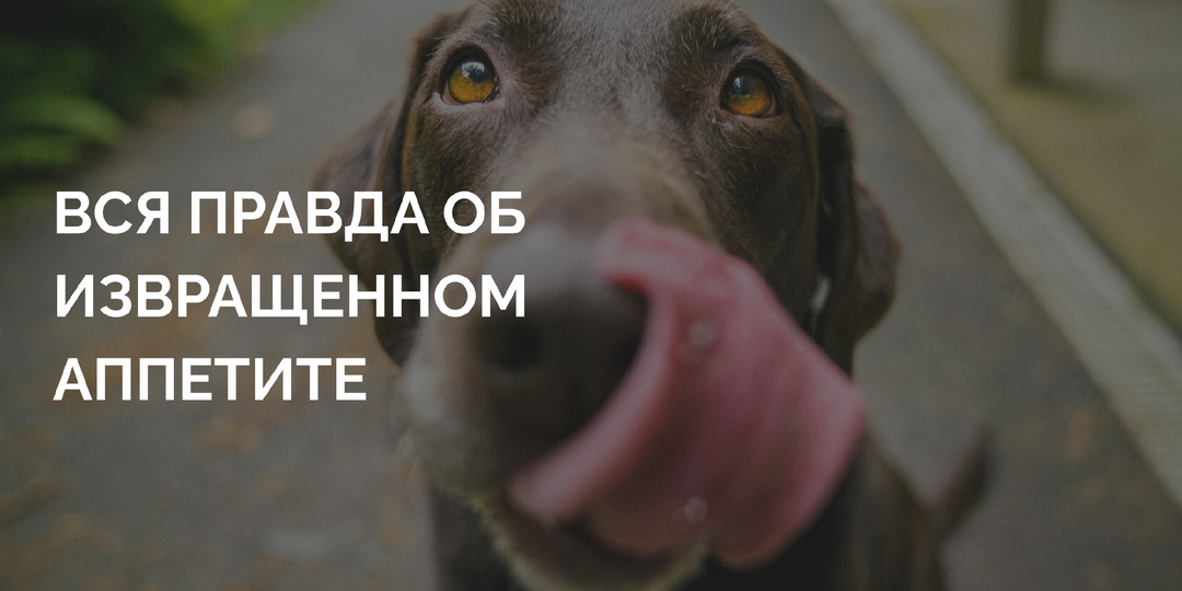 «Мой идеальный пес ест... какашки!» Почему собаки делают это и как остановить этот кошмар?