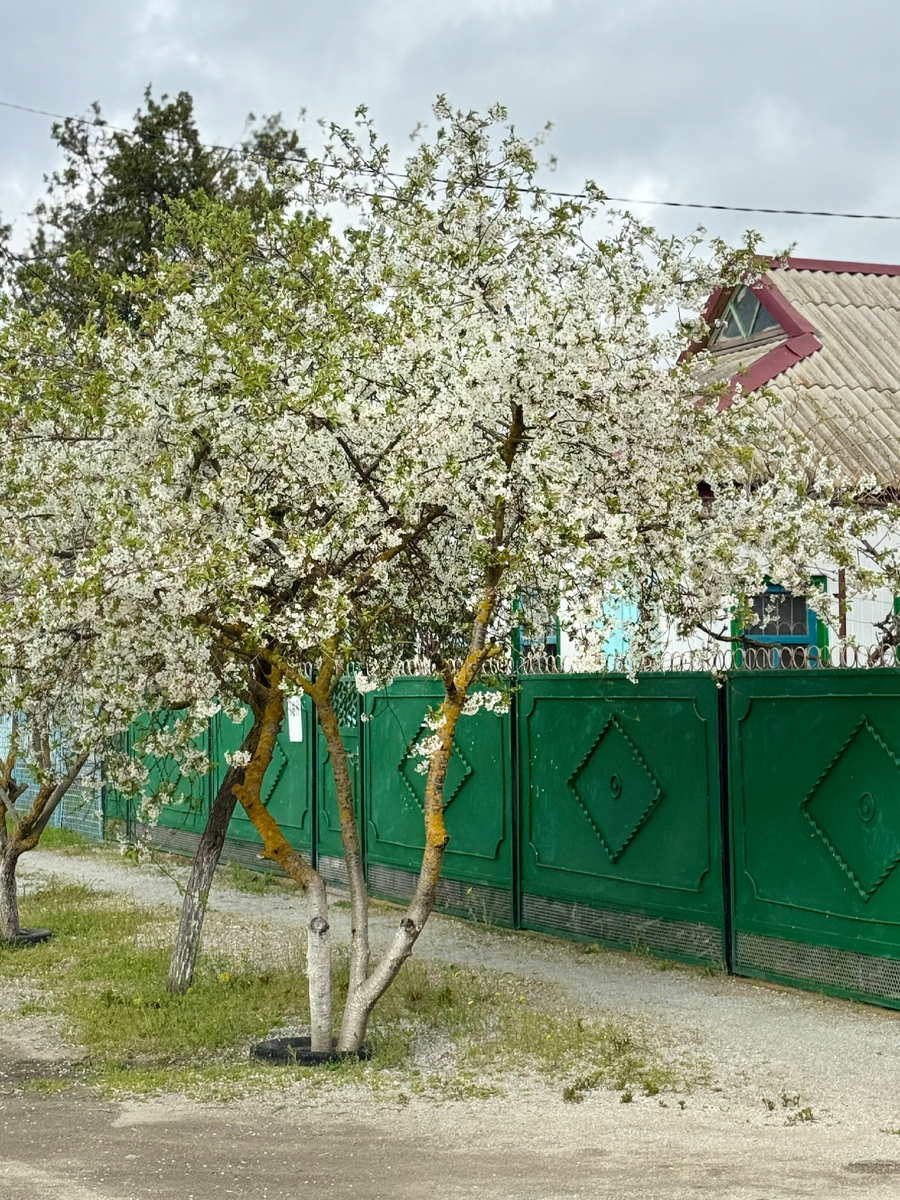 Пока вся Россия в снегу, у нас — своя белая зима: делюсь частичкой тепла. 