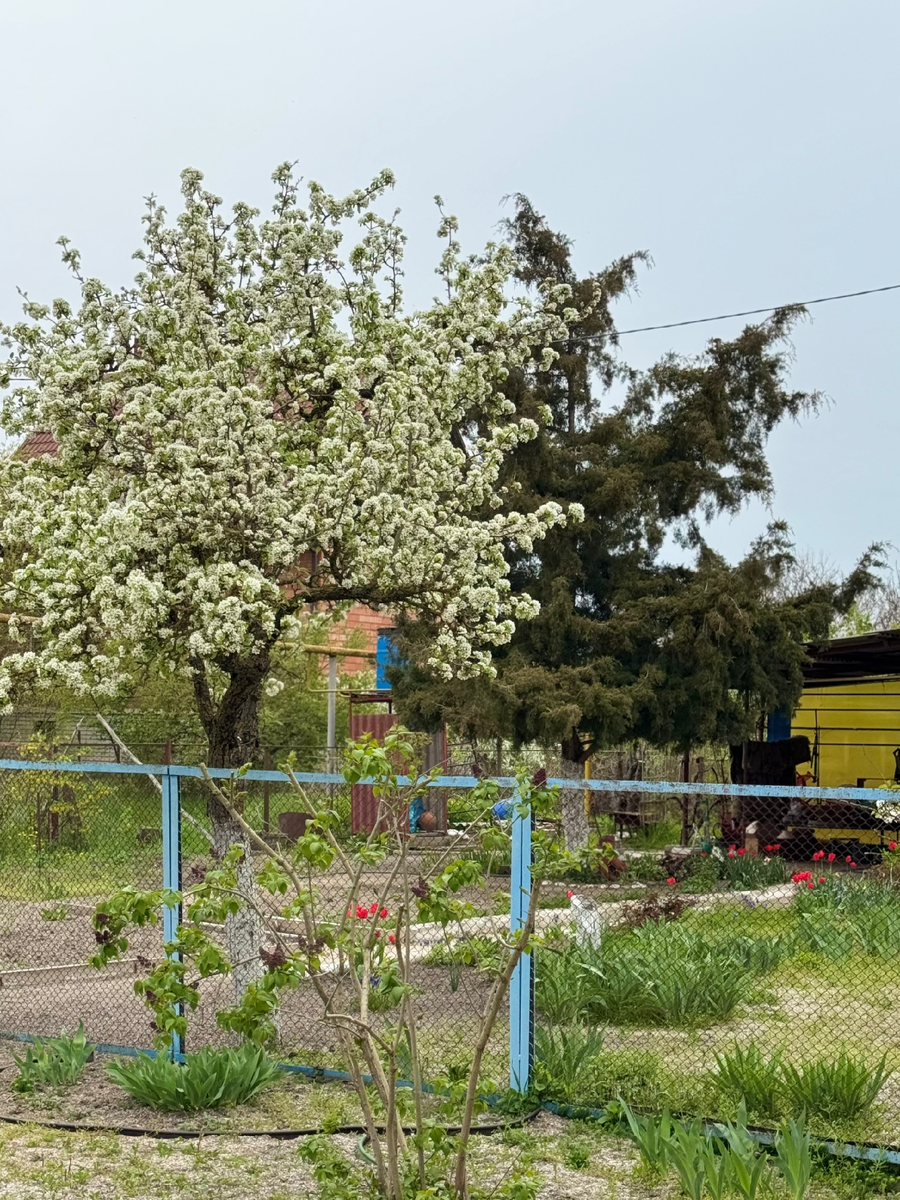 Белоснежный апрель: когда природа важнее календаря. 