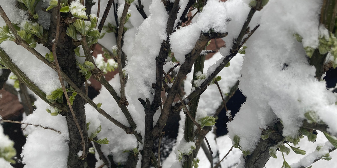 А за окном опять зима...