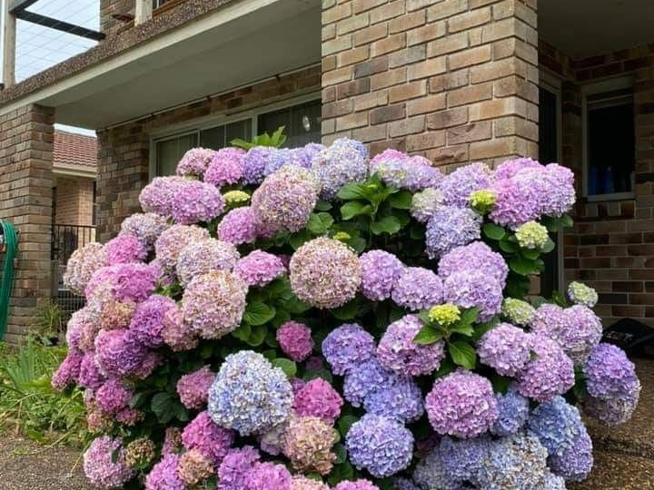 Одна подкормка, а цветет как в раю: мой секрет ухода за гортензиями