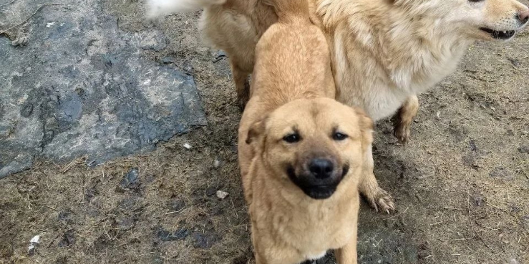 В один миг они оказались по ту сторону жизни, еще есть надежда спасти, но осталось всего 4 дня 🙏