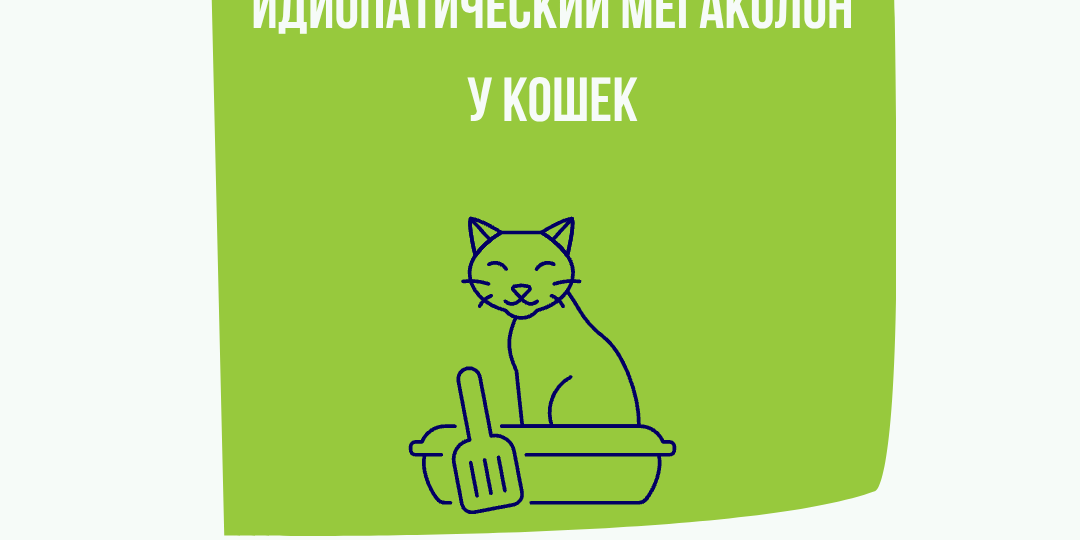 Идиопатический мегаколон у кошек - запор, который нельзя игнорировать