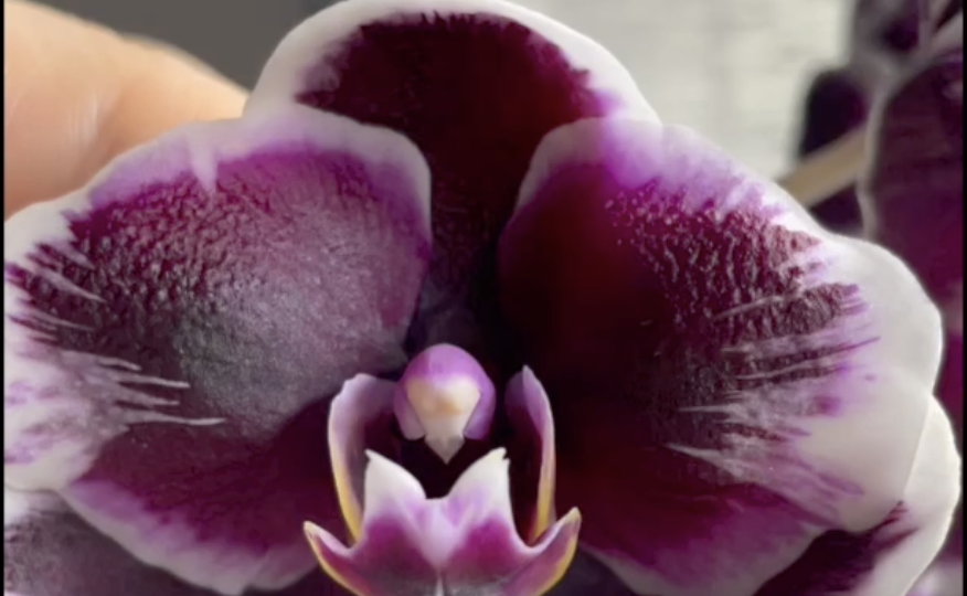 Phalaenopsis Ever Spring Prince Star - свекла в сливках