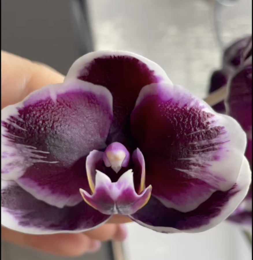 Фаленопсис вечно весенний Принц-Звезда / Phalaenopsis Ever Spring Prince Star. Орхидеи С Еленой Кузнецовой
