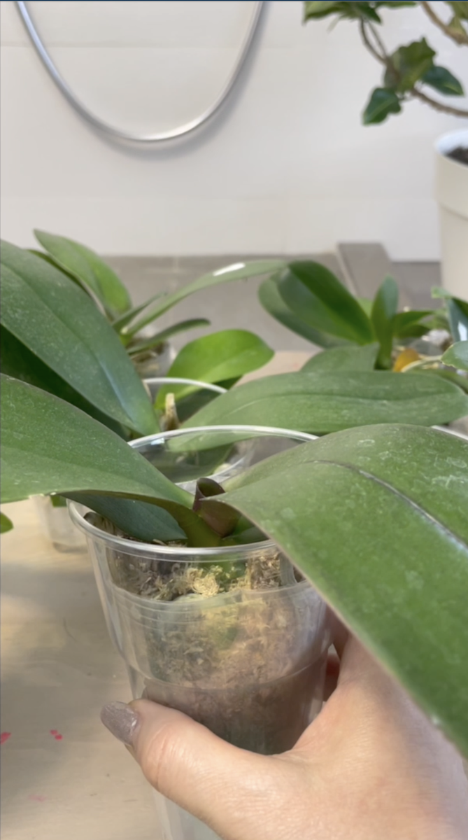 Фаленопсис вечно весенний Принц-Звезда / Phalaenopsis Ever Spring Prince Star пришла ко мне азиатским подростком в размере 2,5 дюйма. Орхидеи С Еленой Кузнецовой