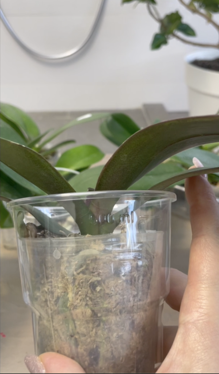 Фаленопсис вечно весенний Принц-Звезда / Phalaenopsis Ever Spring Prince Star пришла ко мне азиатским подростком в размере 2,5 дюйма. Орхидеи С Еленой Кузнецовой